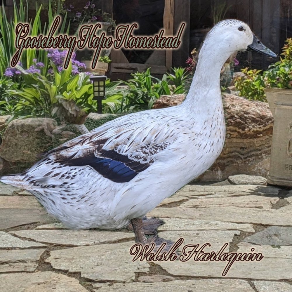 🥚 EGGS Welsh Harlequin Hatching Eggs x 10